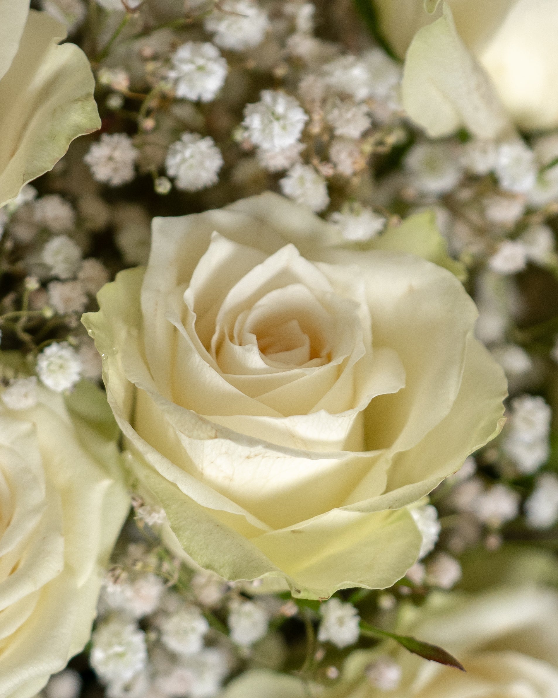 12 White Roses Bouquet - Uniflora
