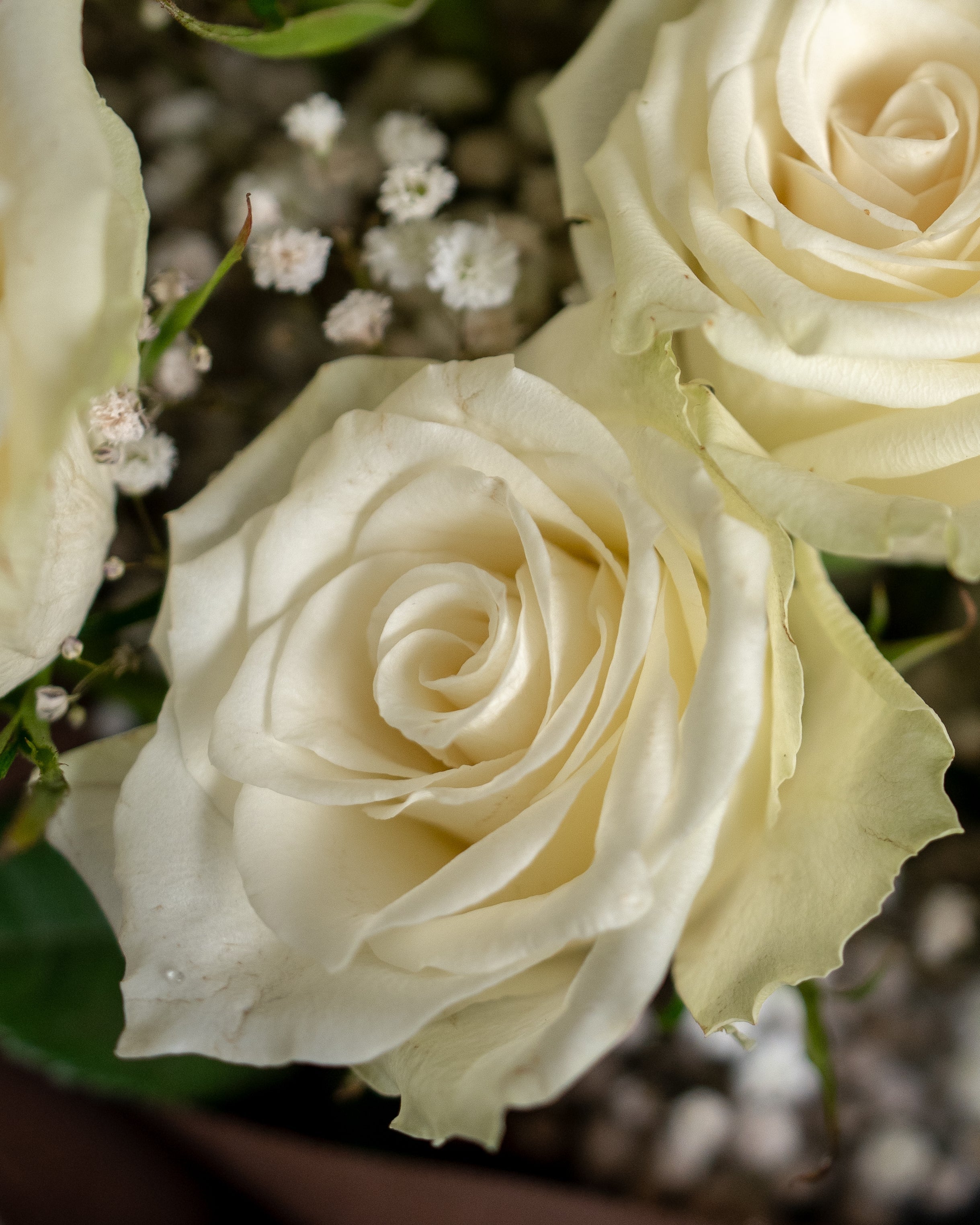12 White Roses Bouquet - Uniflora
