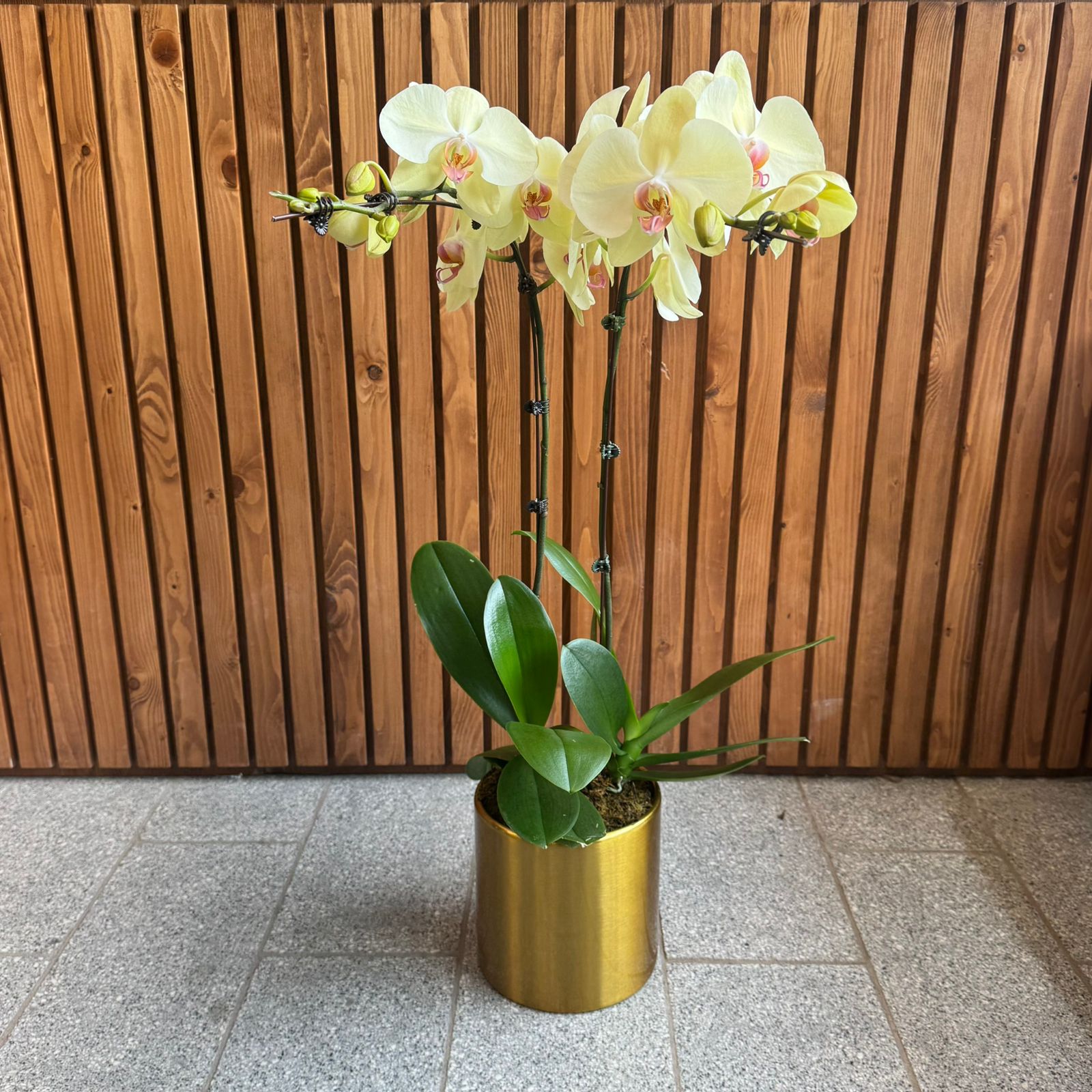 2 Yellow Orchids in Metal Pot - Large - Uniflora