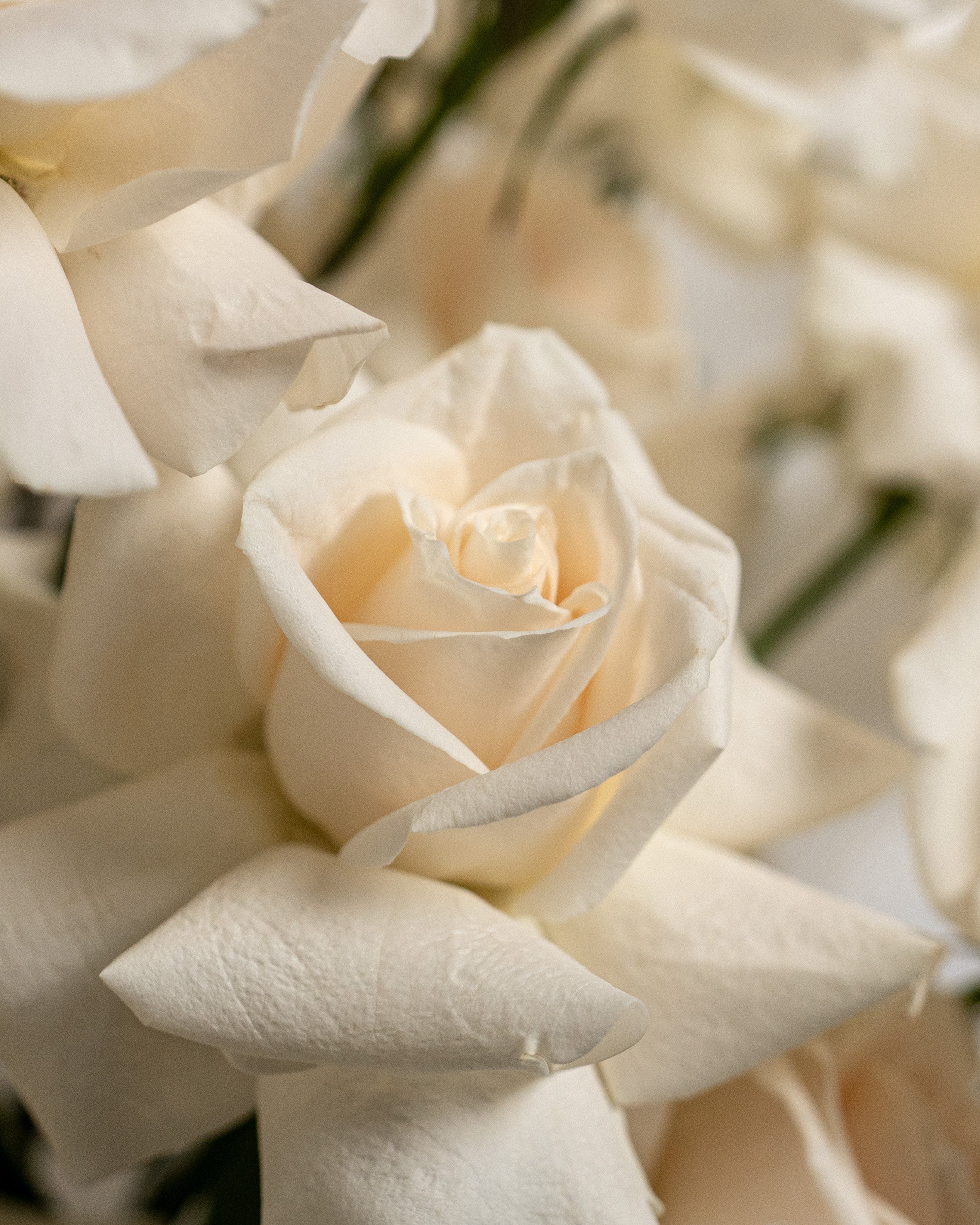 20 Rose Pearl White - Uniflora