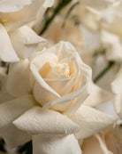 20 Rose Pearl White - Uniflora