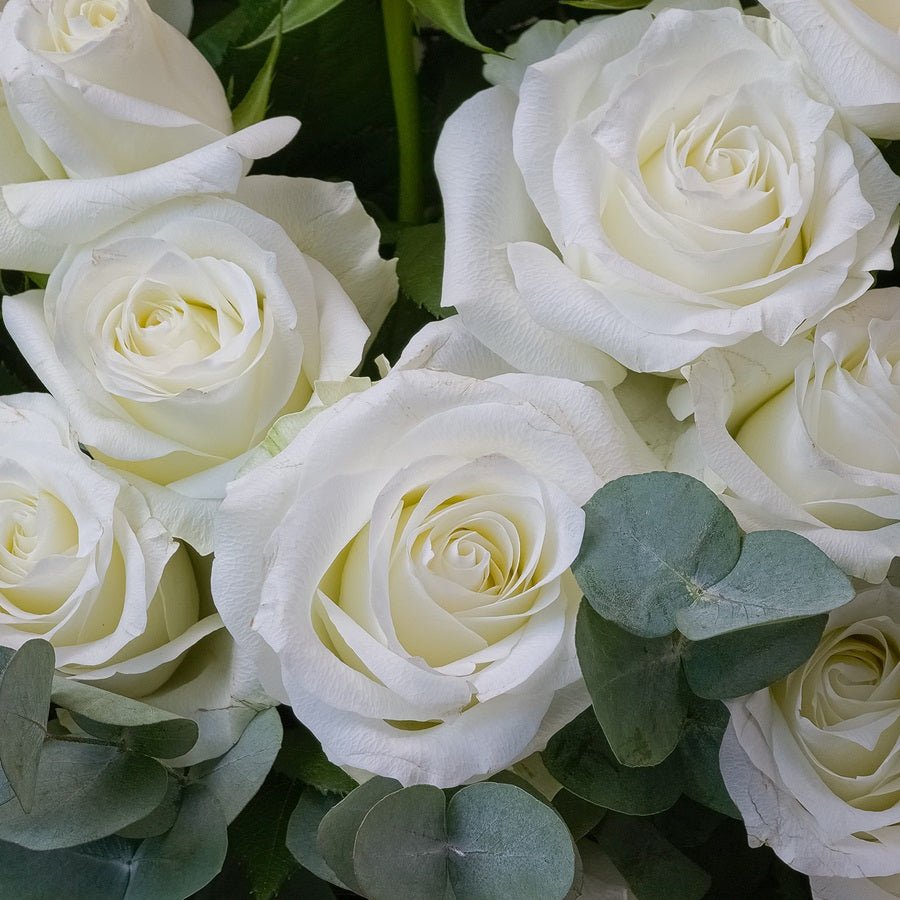 50 White Roses Grande - Uniflora