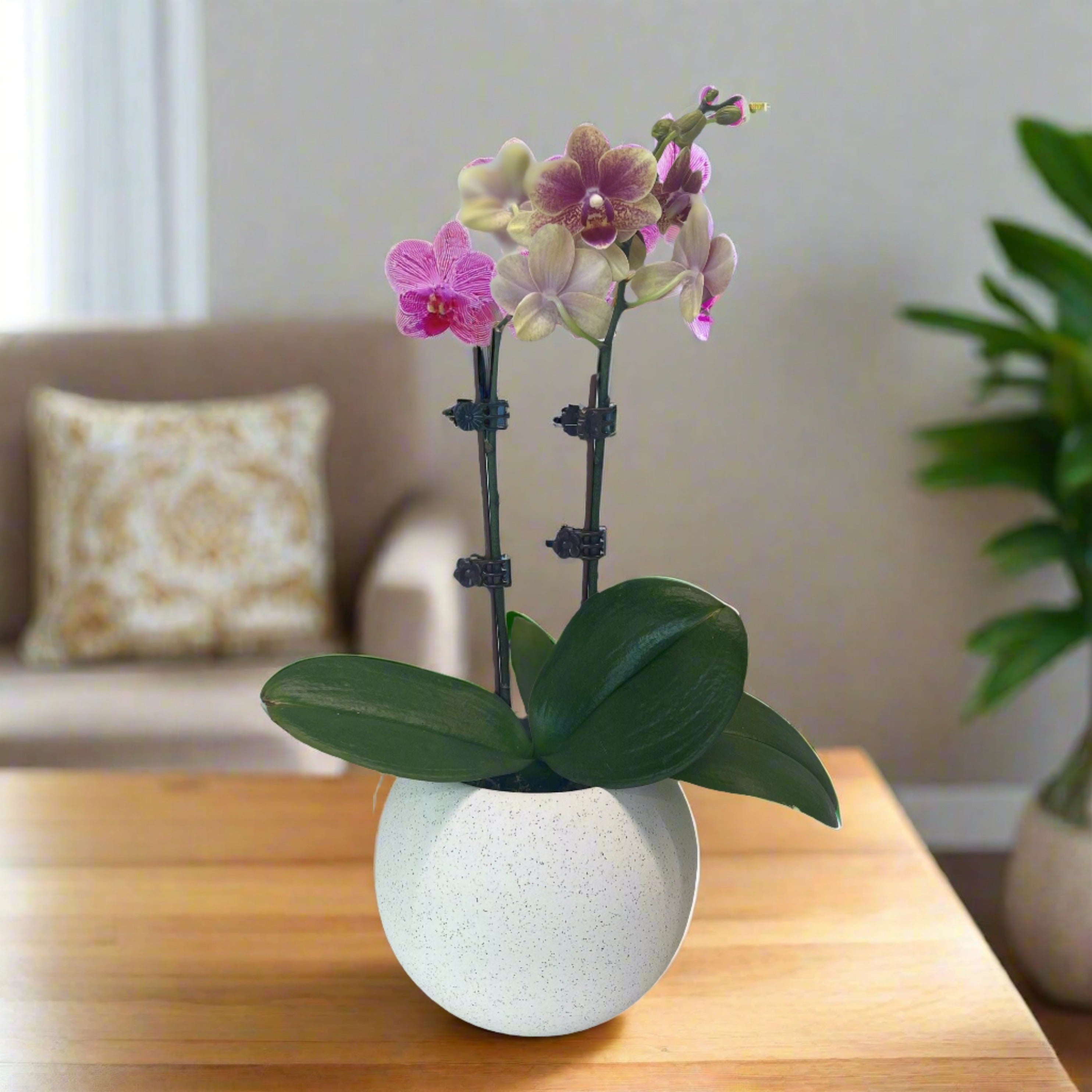 Mini Orchid in a Pot 20-30cm