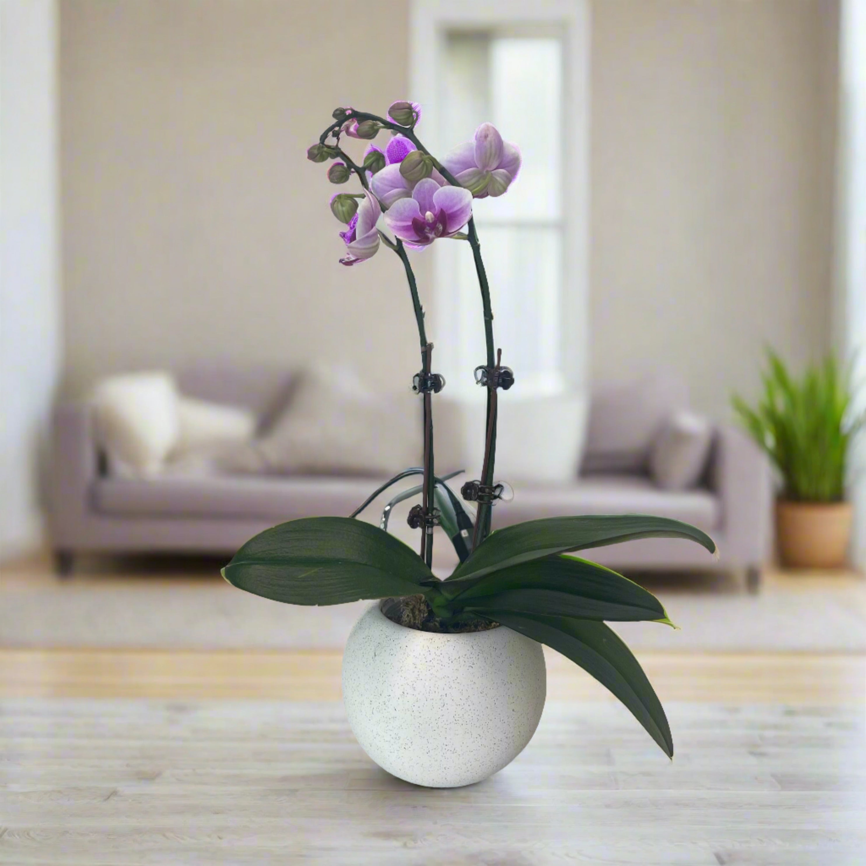 Mini Orchid in a Pot 20-30cm