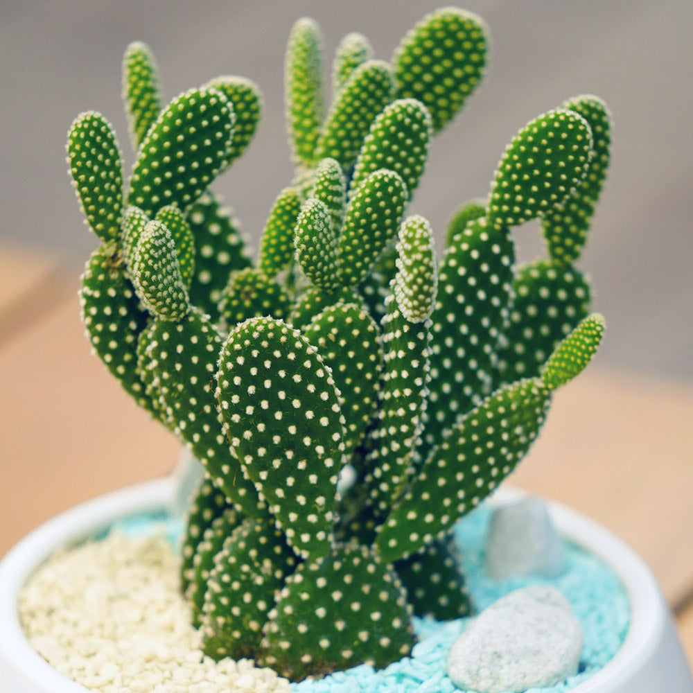 Cactus Chic