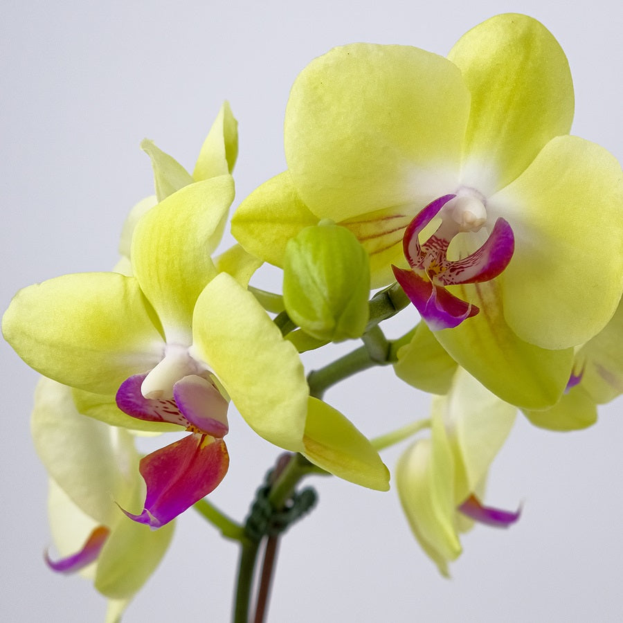 Double Stem Yellow Orchids in Pot