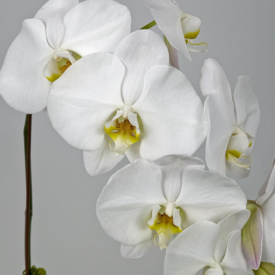 White Orchid in Metal Pot