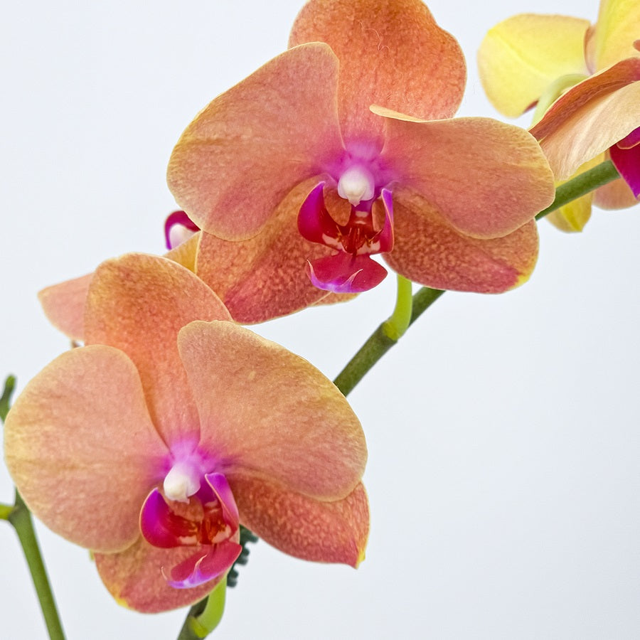 Double Stem Orange Orchids in Metal Pot