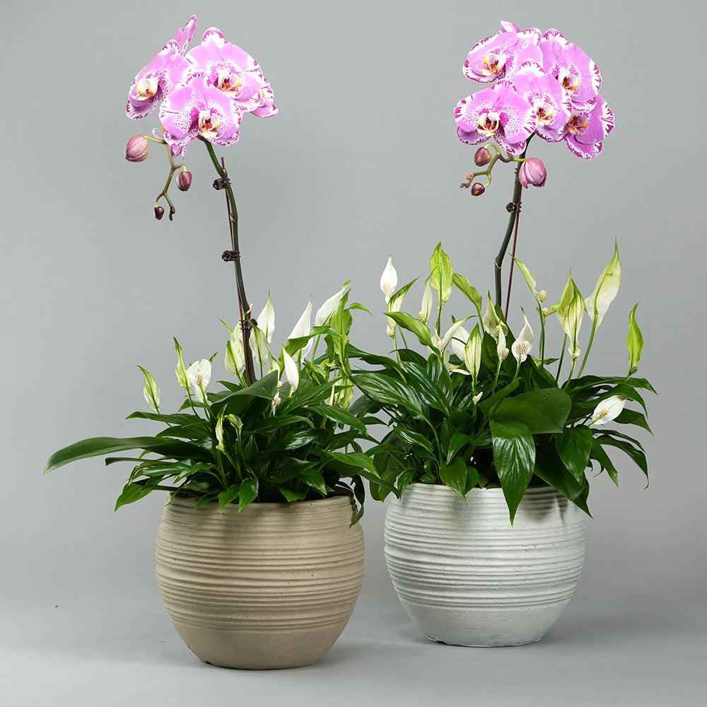 Orchid Majesty Arrangement