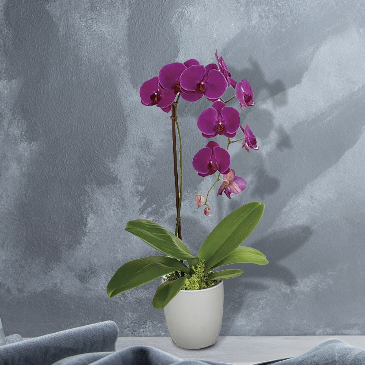 Phalaenopsis In White Ceramic Pot 80cm