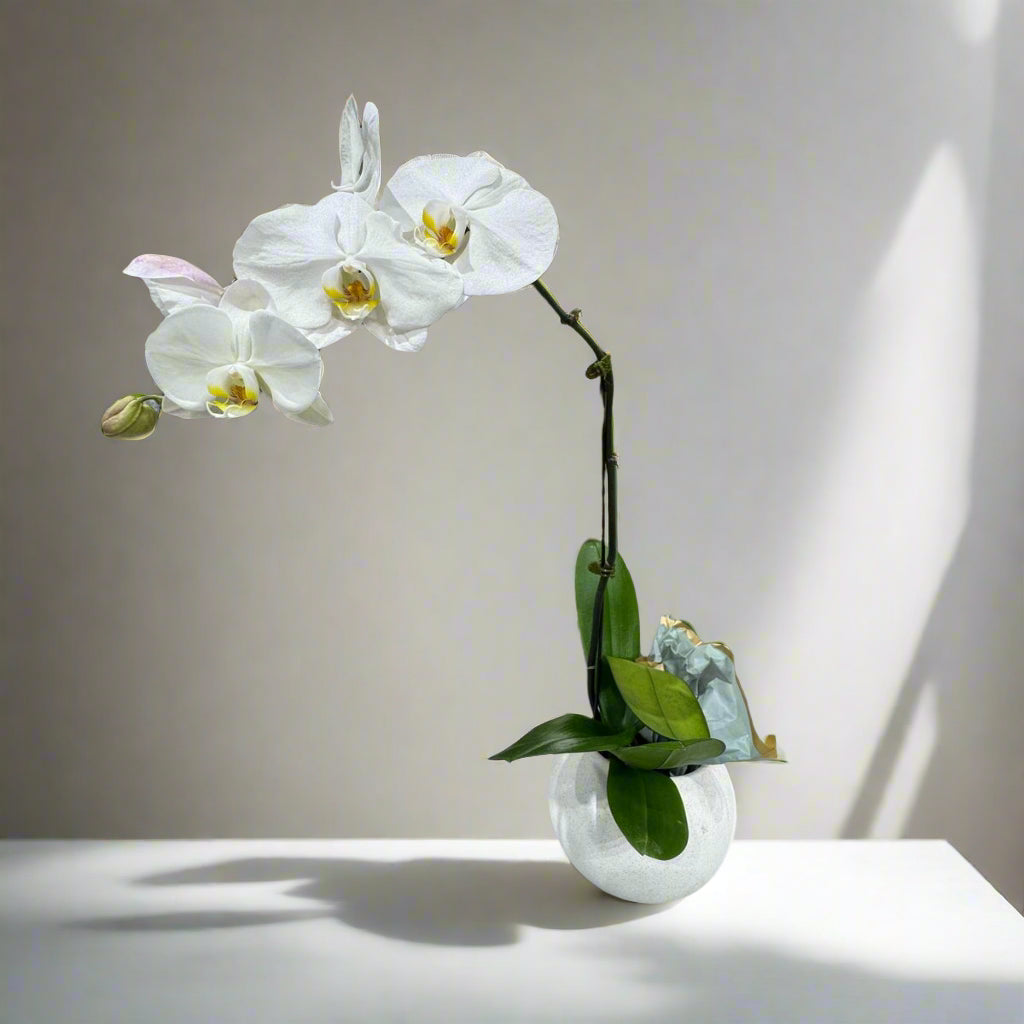 White Orchid in Pot