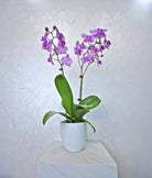 Amethyst Cascade Orchids - Uniflora