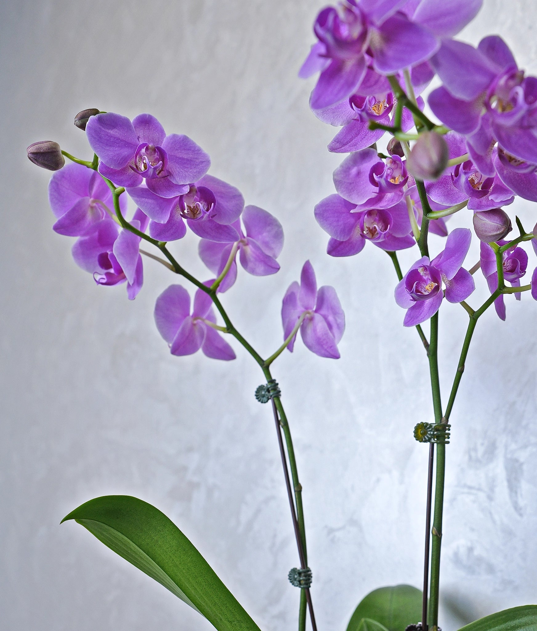 Amethyst Cascade Orchids - Uniflora