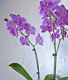 Amethyst Cascade Orchids - Uniflora
