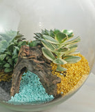 Beach Terrarium - Uniflora
