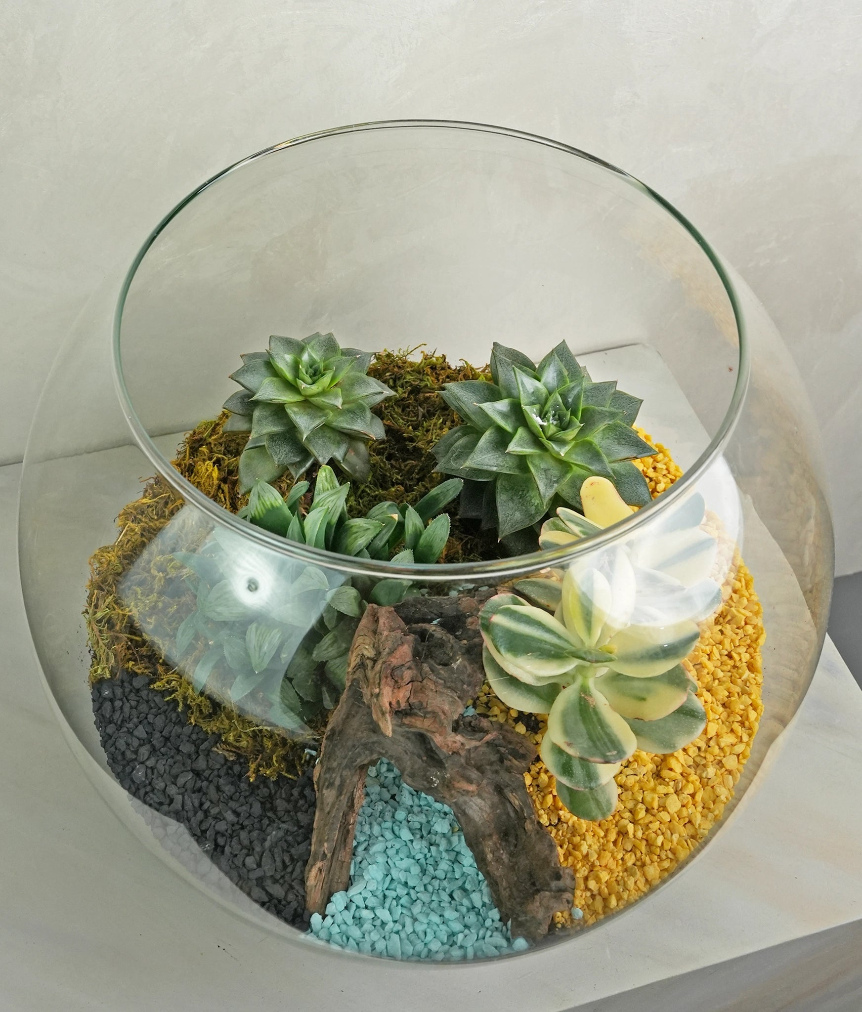 Beach Terrarium - Uniflora