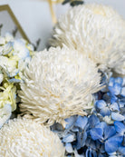 Blue Sky Hydrangeas - Uniflora