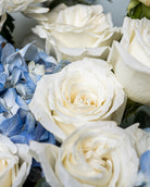 Blue Sky Hydrangeas - Uniflora