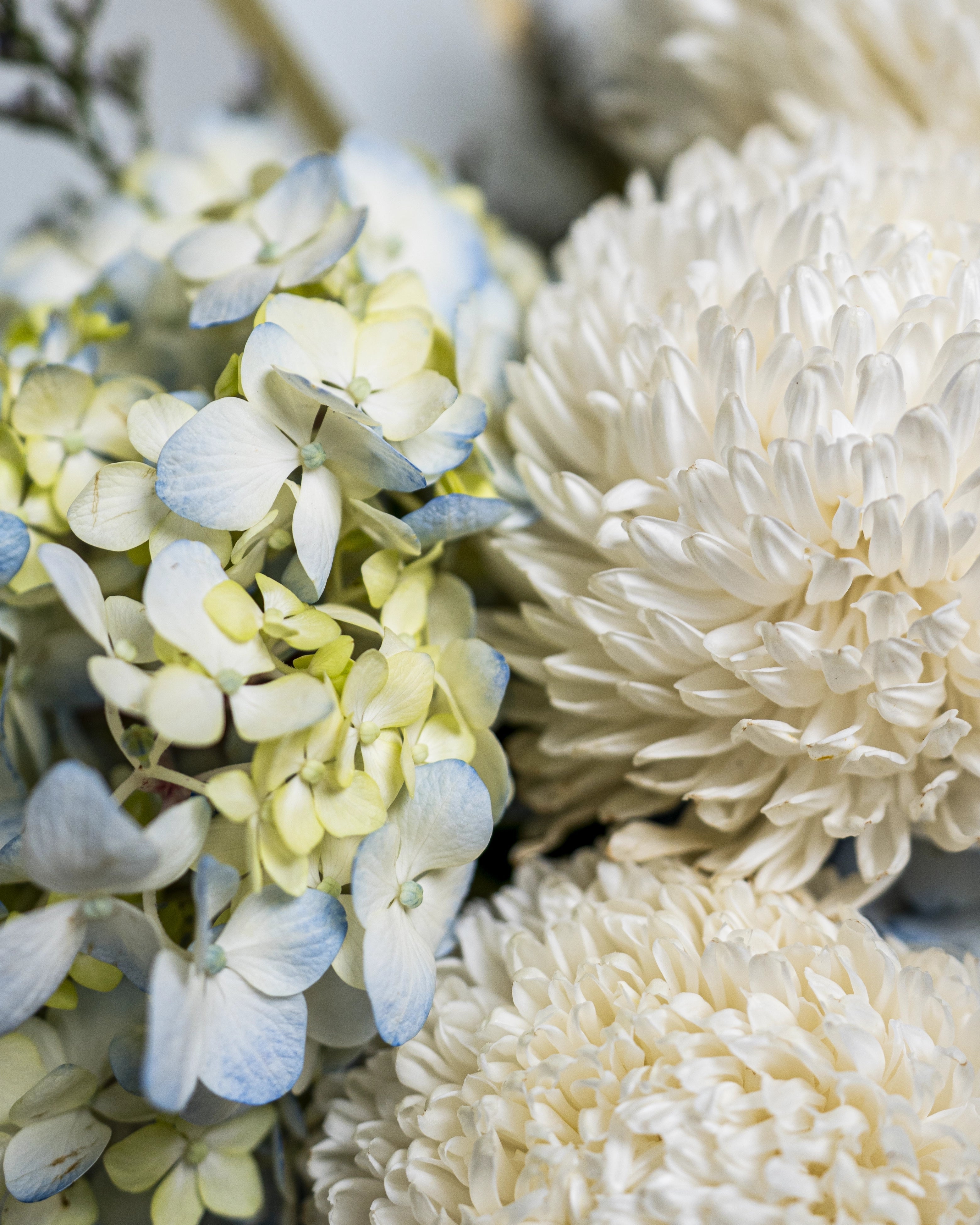Blue Sky Hydrangeas - Uniflora