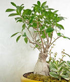Bonsai Island - Uniflora