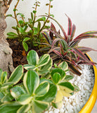 Bonsai Island - Uniflora