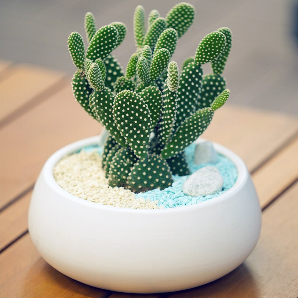 Cactus Chic - Uniflora