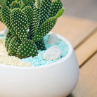 Cactus Chic - Uniflora