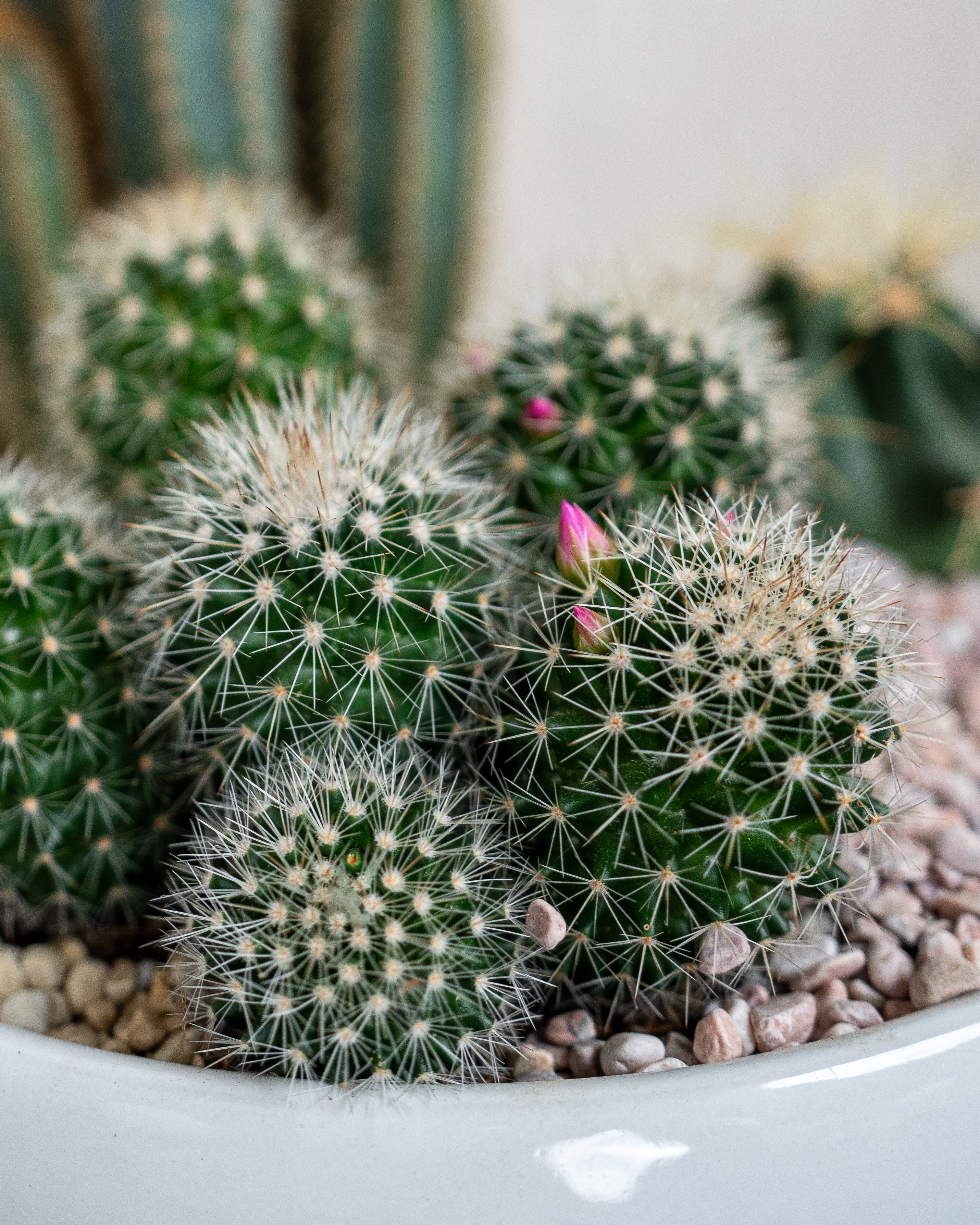 Cactus Garden - Uniflora