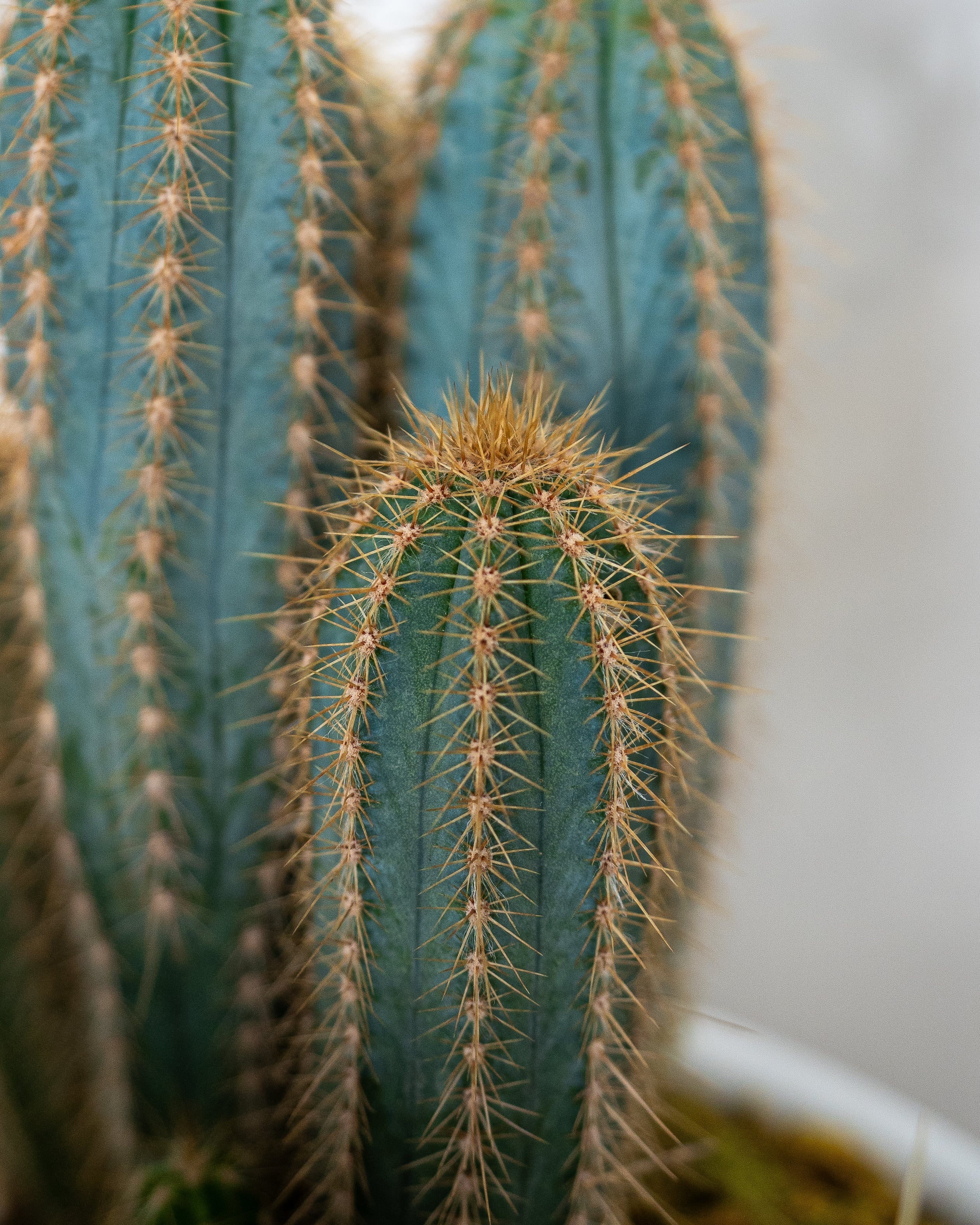 Cactus Garden - Uniflora