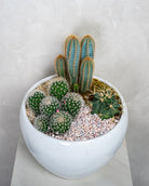 Cactus Garden - Uniflora