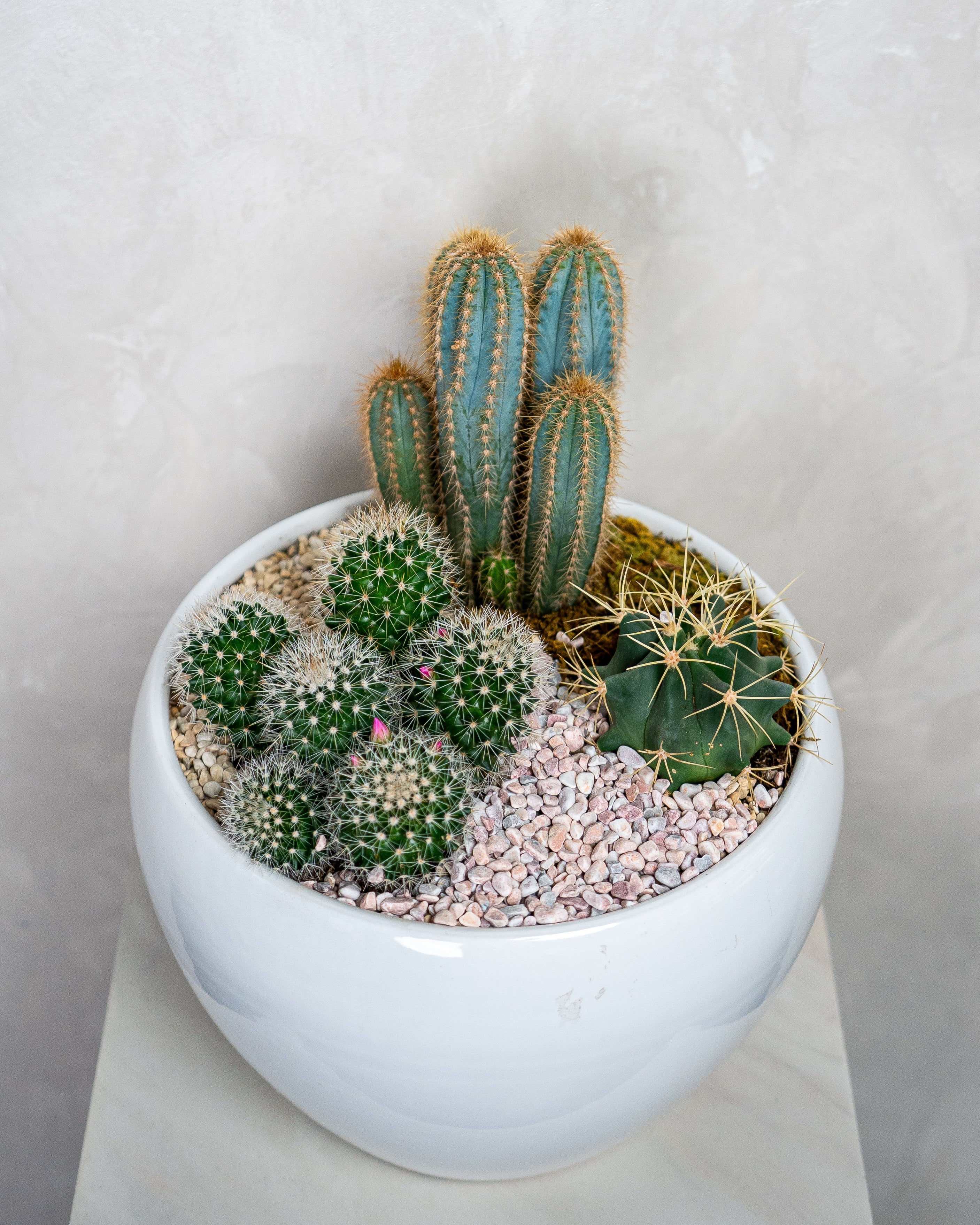 Cactus Garden - Uniflora