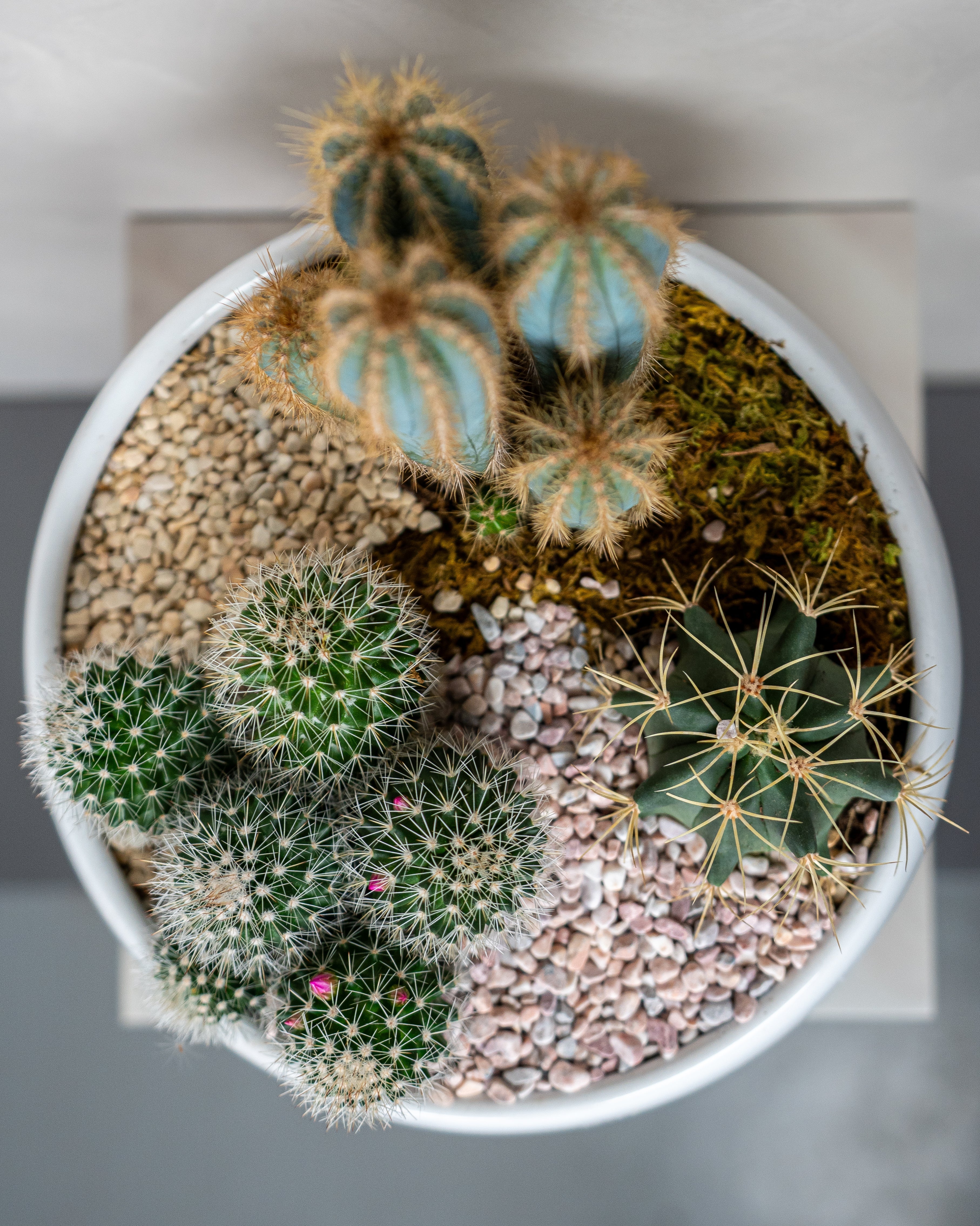 Cactus Garden - Uniflora