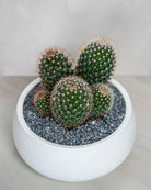 Cactus Studio - Uniflora