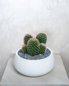 Cactus Studio - Uniflora