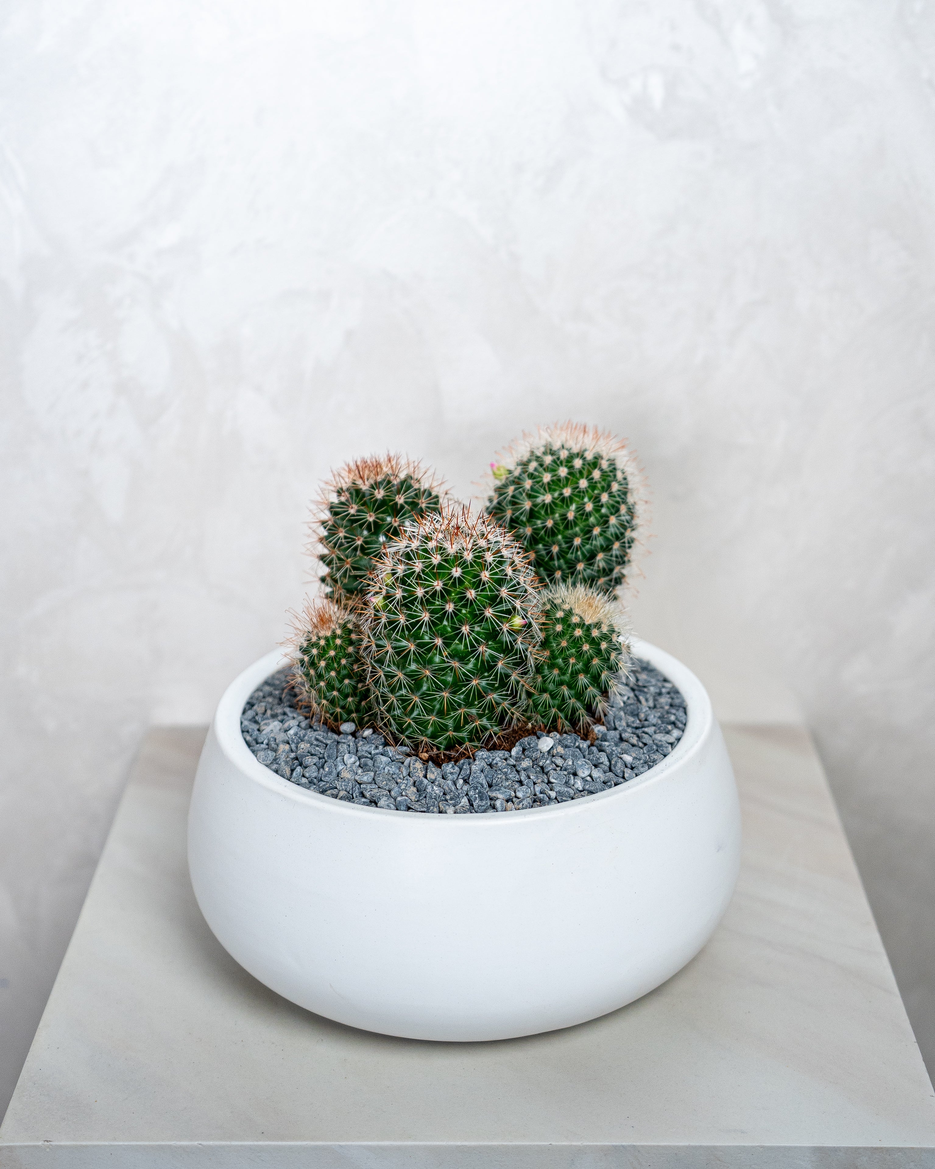 Cactus Studio - Uniflora