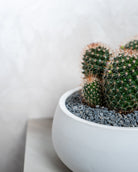 Cactus Studio - Uniflora