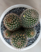 Cactus Studio - Uniflora