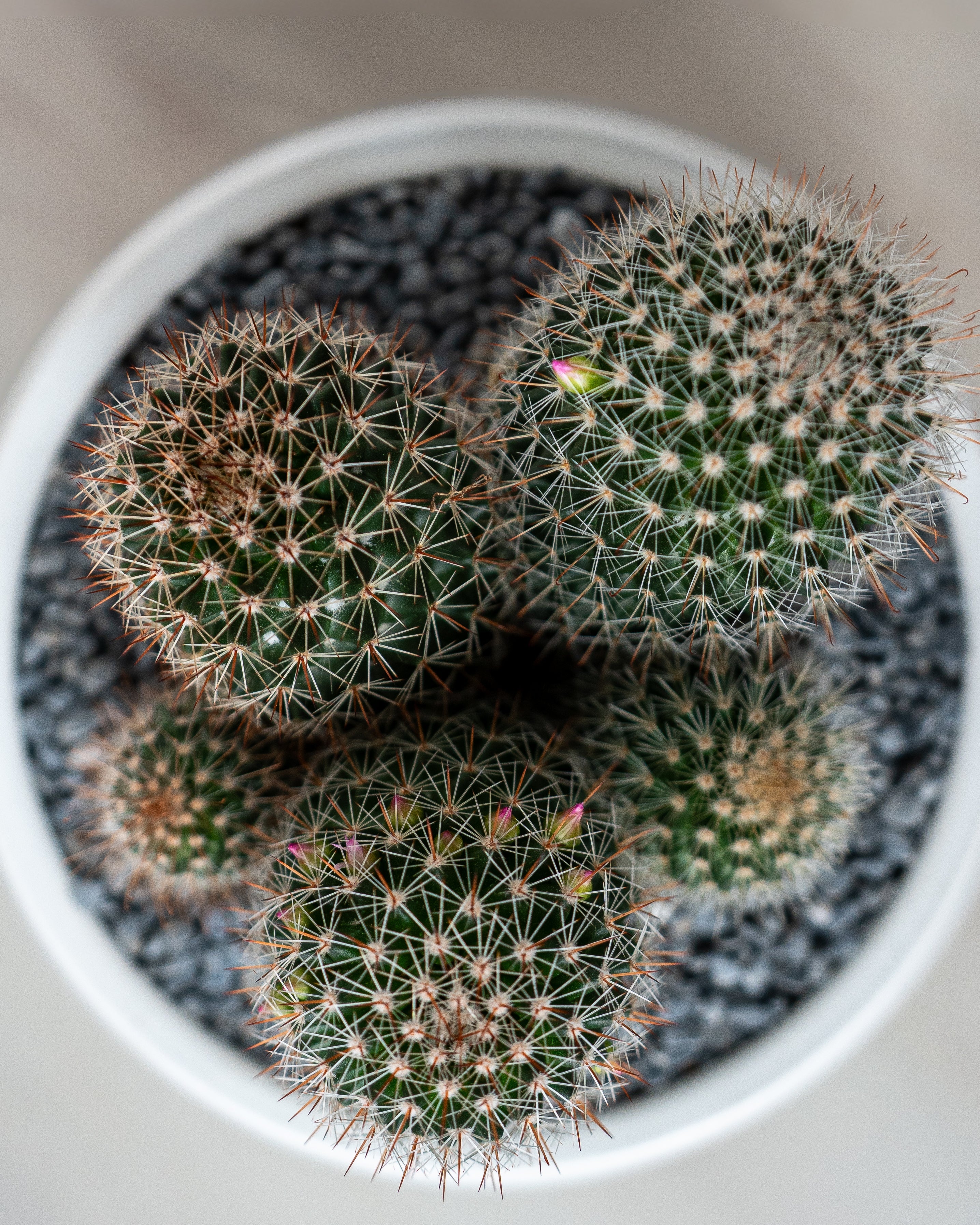 Cactus Studio - Uniflora