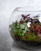 Cheerful Foliage Terrarium - Large - Uniflora