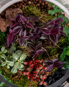 Cheerful Foliage Terrarium - Large - Uniflora
