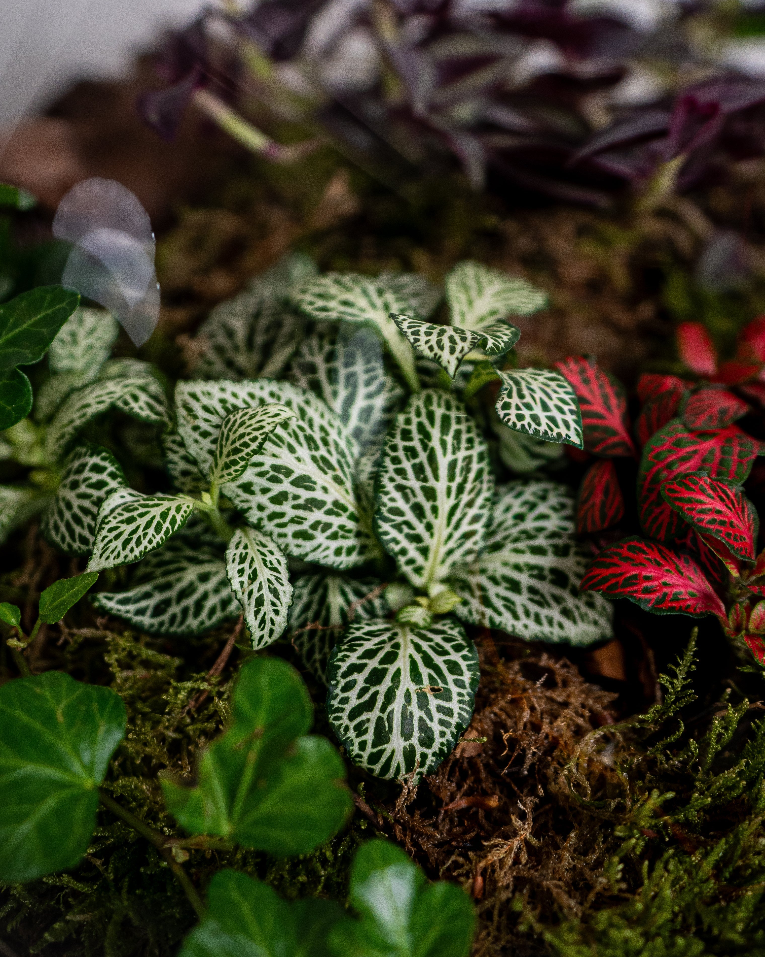 Cheerful Foliage Terrarium - Large - Uniflora
