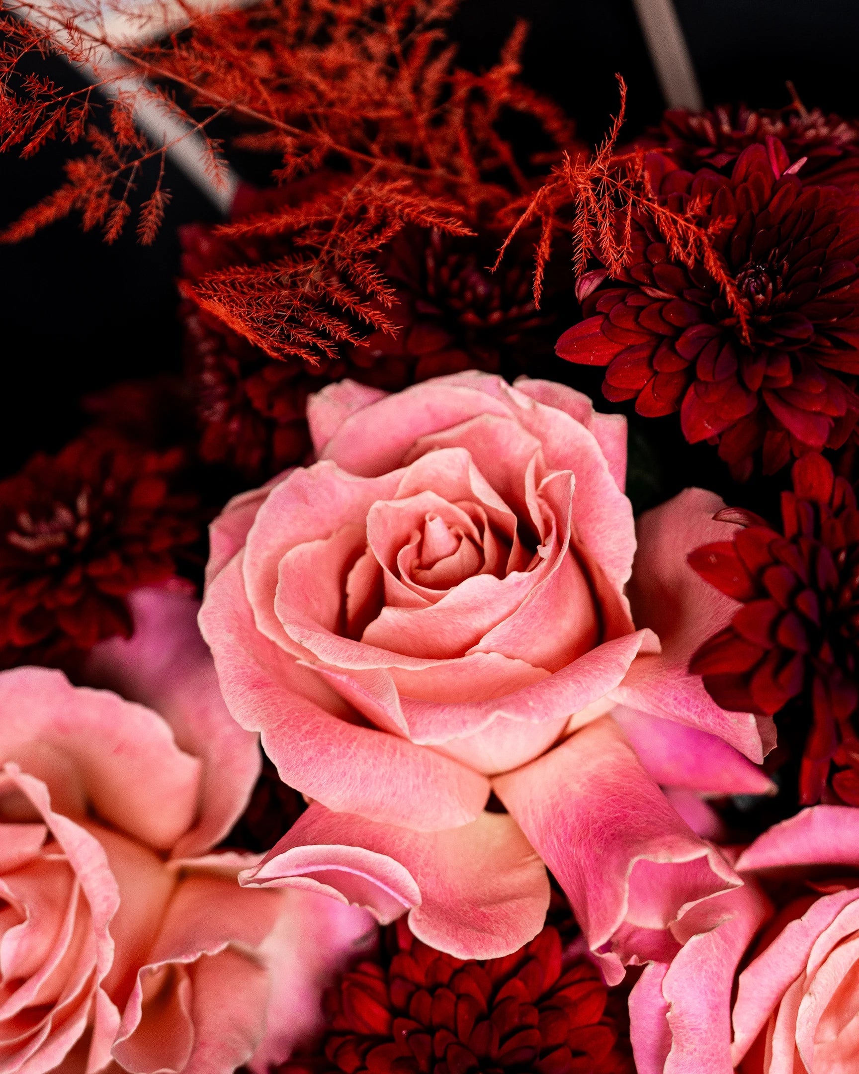 Crimson Chrysanthemum - Uniflora