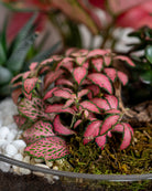 Crimson Garden - Uniflora