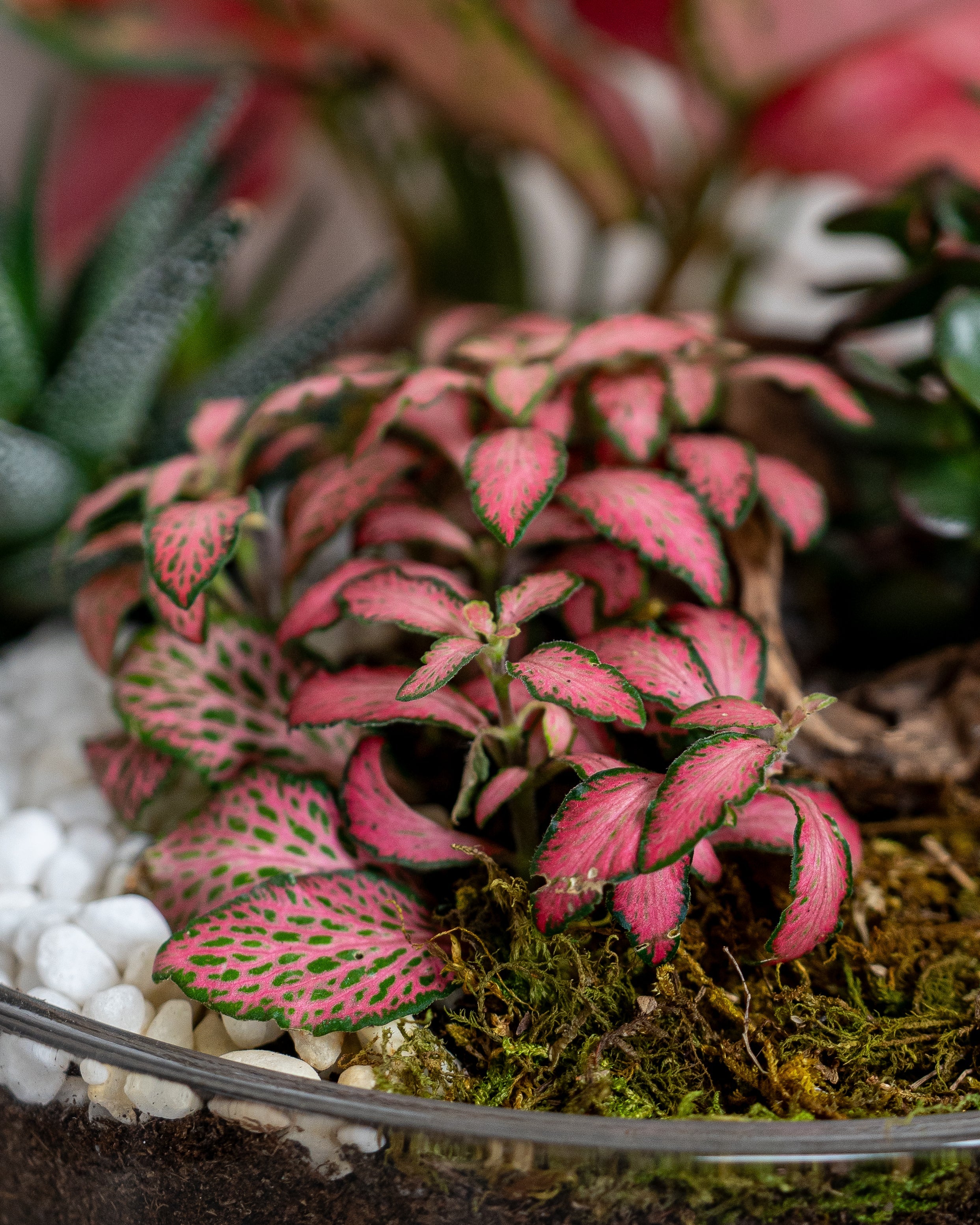 Crimson Garden - Uniflora