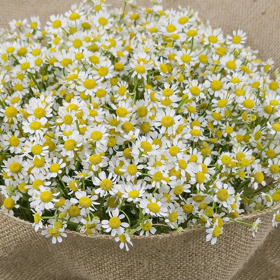 Crystal Chamomile - Uniflora
