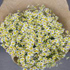Crystal Chamomile - Uniflora