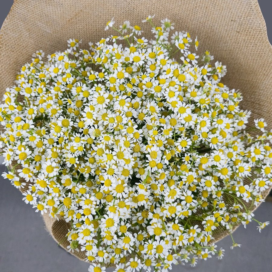 Crystal Chamomile - Uniflora