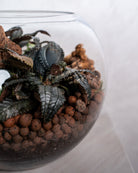 Dark Mystery Terrarium - Medium - Uniflora