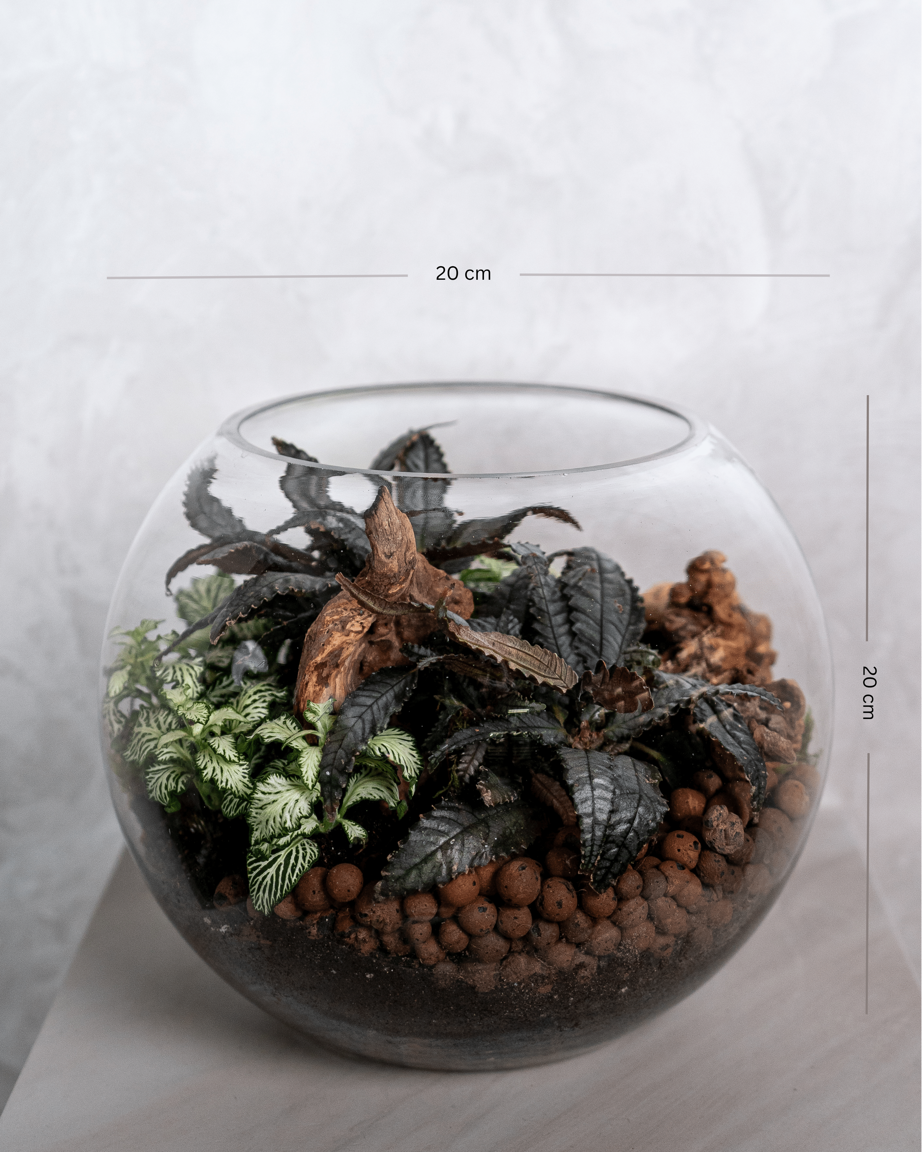 Dark Mystery Terrarium - Medium - Uniflora