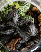 Dark Mystery Terrarium - Medium - Uniflora